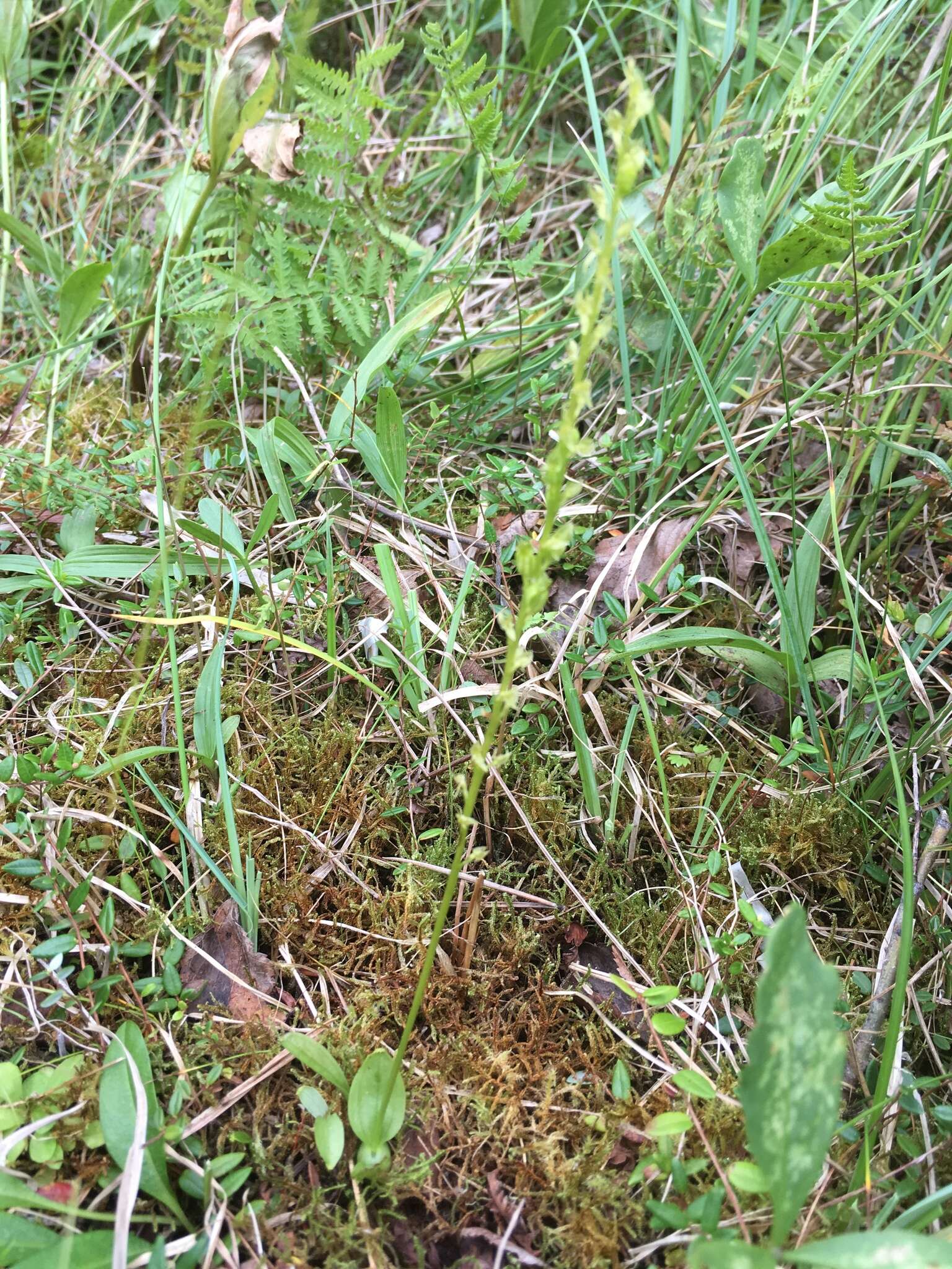 Image of Bog Orchid