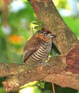 Image of Ochre-collared Piculet