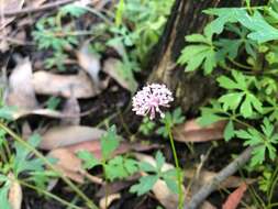 Imagem de Trachymene procumbens (F. Müll.) Benth.