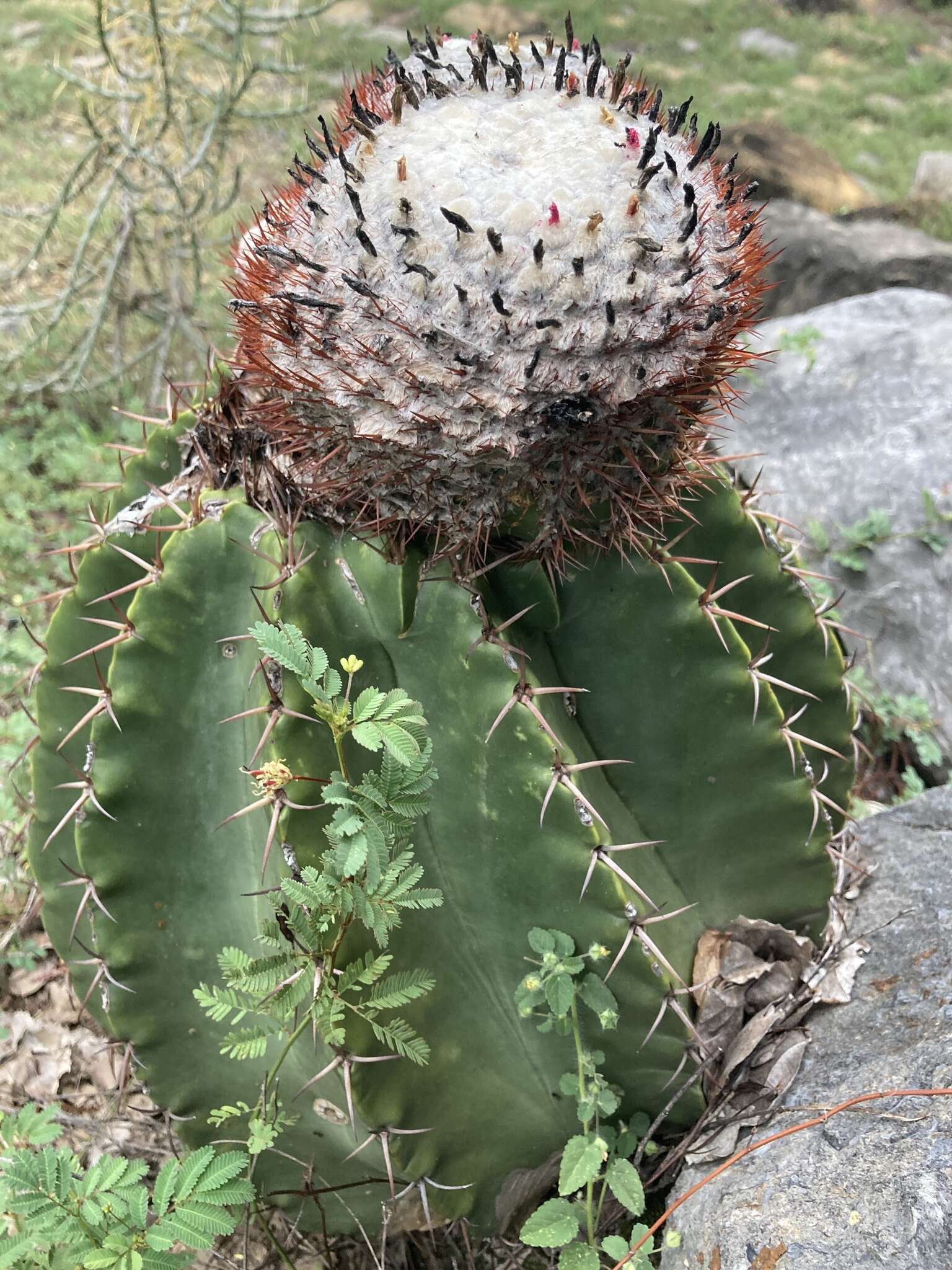 Image of Melocactus andinus R. Gruber ex N. P. Taylor