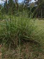 Image of Australian panicgrass