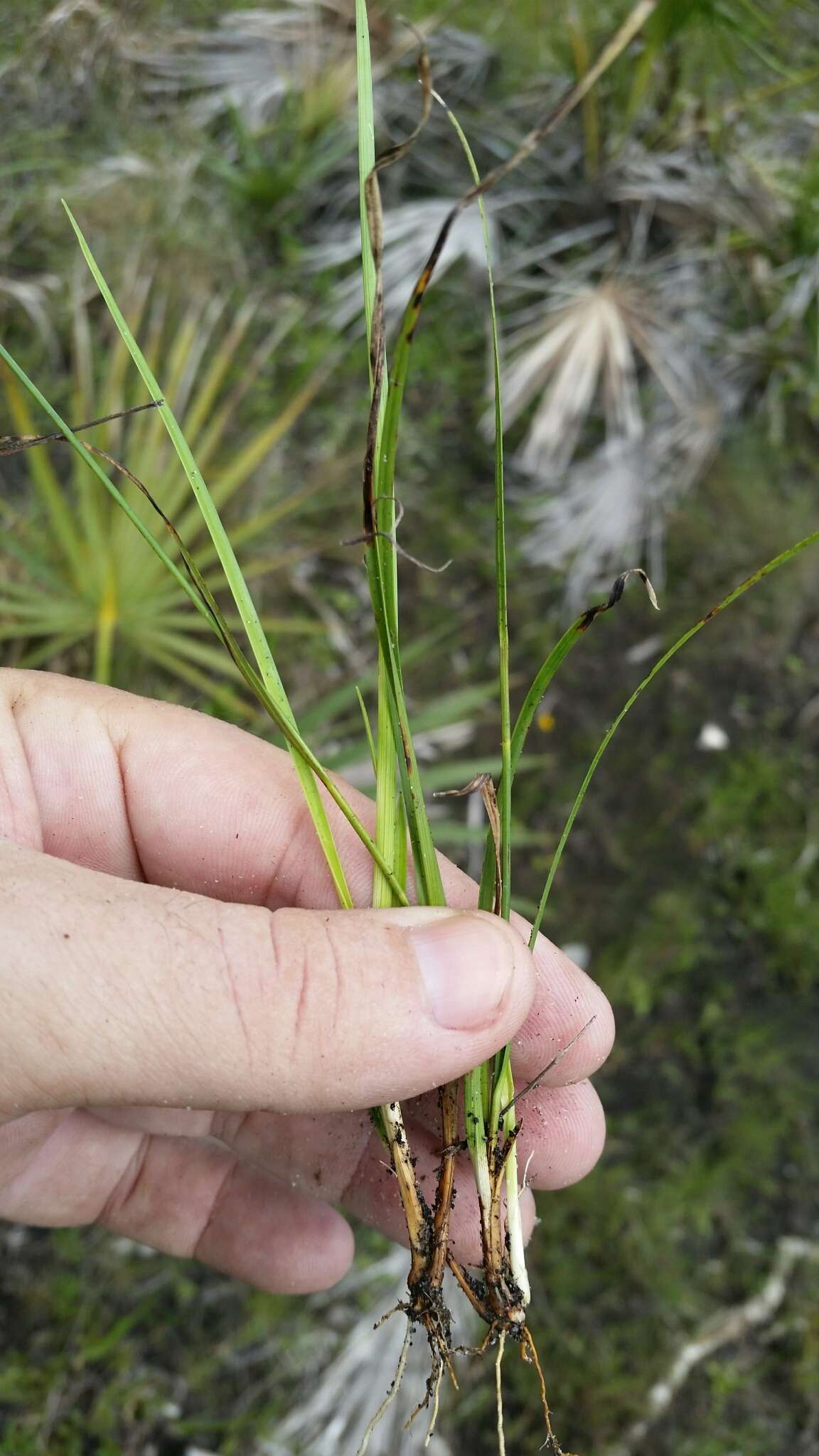 Image de Rhynchospora globularis var. pinetorum (Britton & Small) Gale