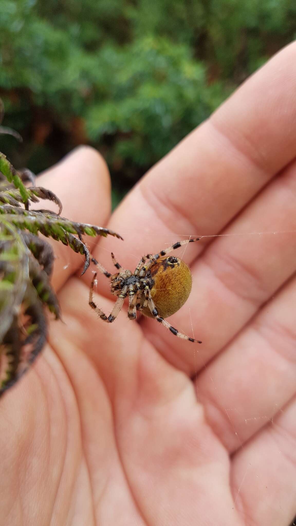 Sivun niittyristihämähäkki kuva