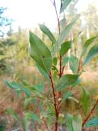 Image of tea-leaved willow