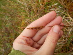 Image of Holm's reedgrass