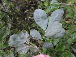 Image of eared willow