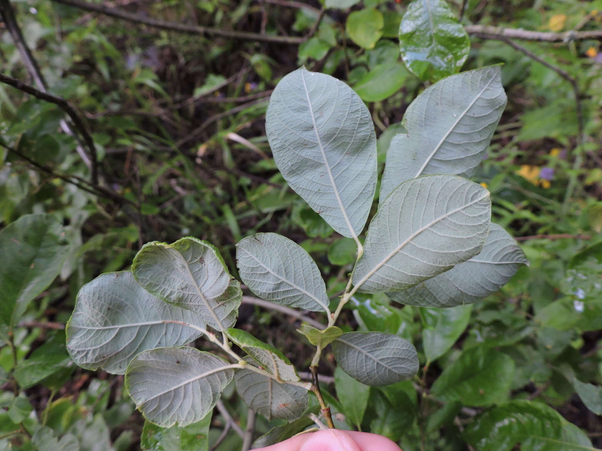 Image of eared willow