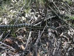 Image of Morelia spilota spilota (Lacépède 1804)