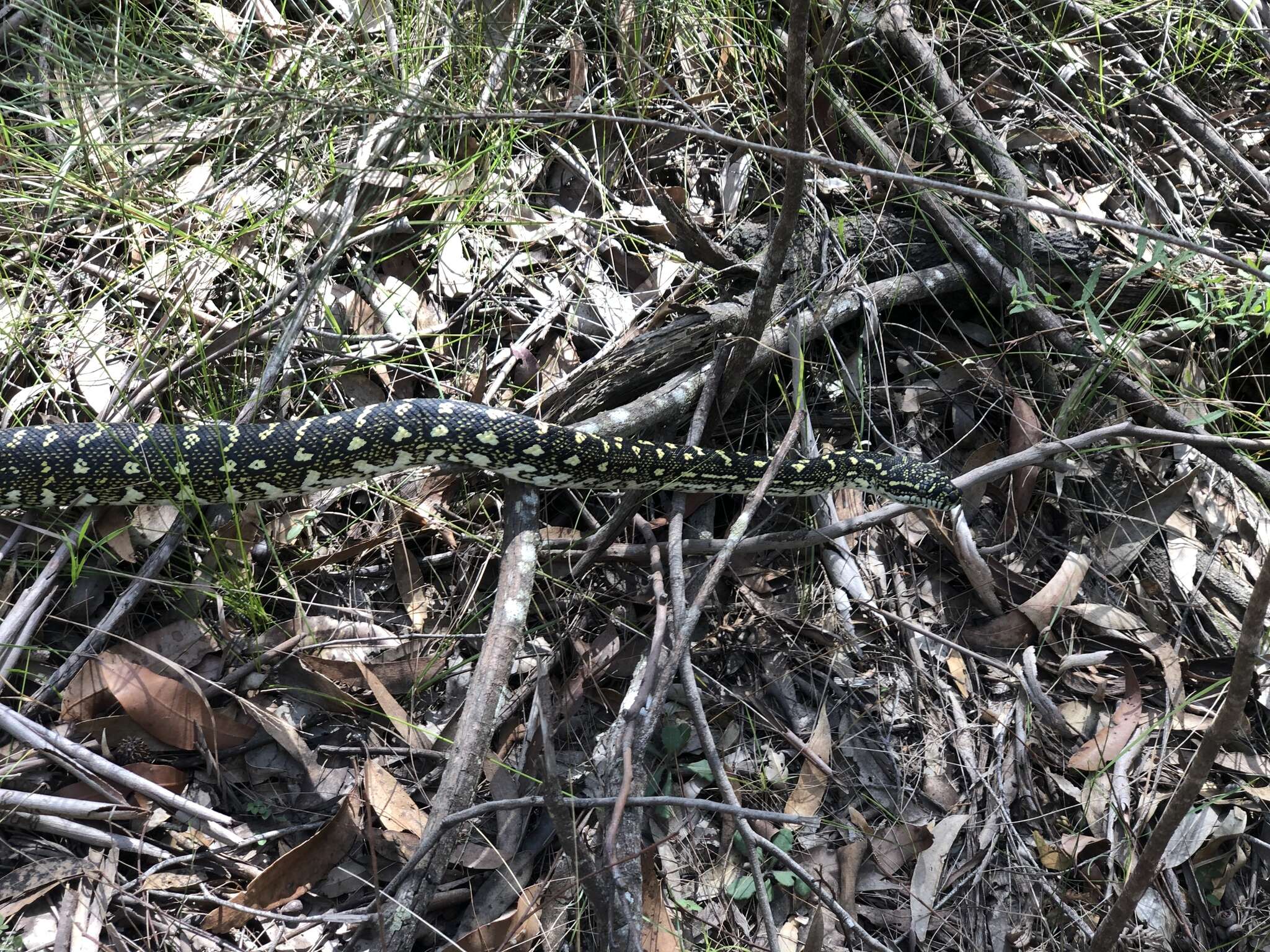 Image of Diamond python