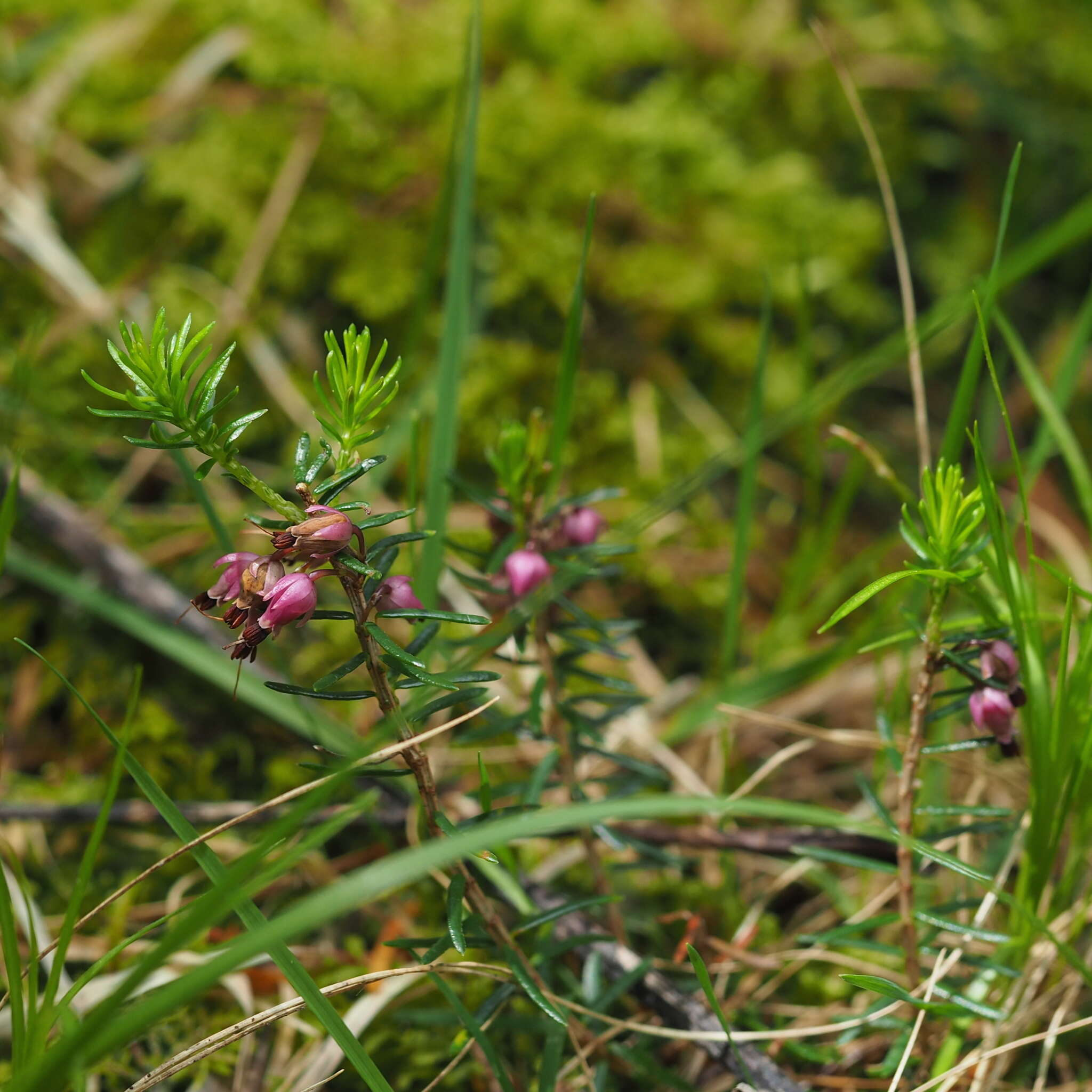 Image of Heath