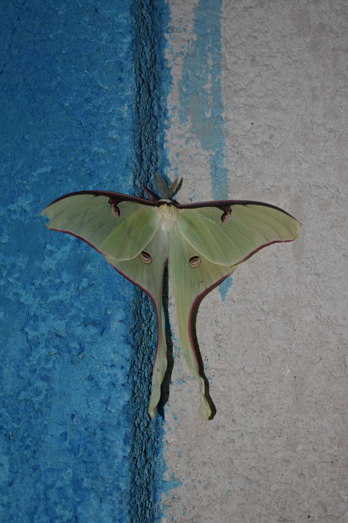 Image of Actias truncatipennis (Sonthonnax 1899)