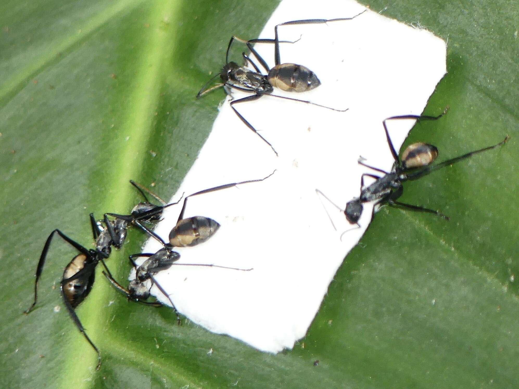 Image de Camponotus banghaasi Emery 1903