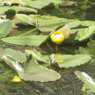 Image de Nuphar polysepala Engelm.