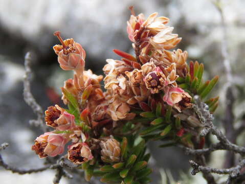 Image of Erica diosmifolia Salisb.