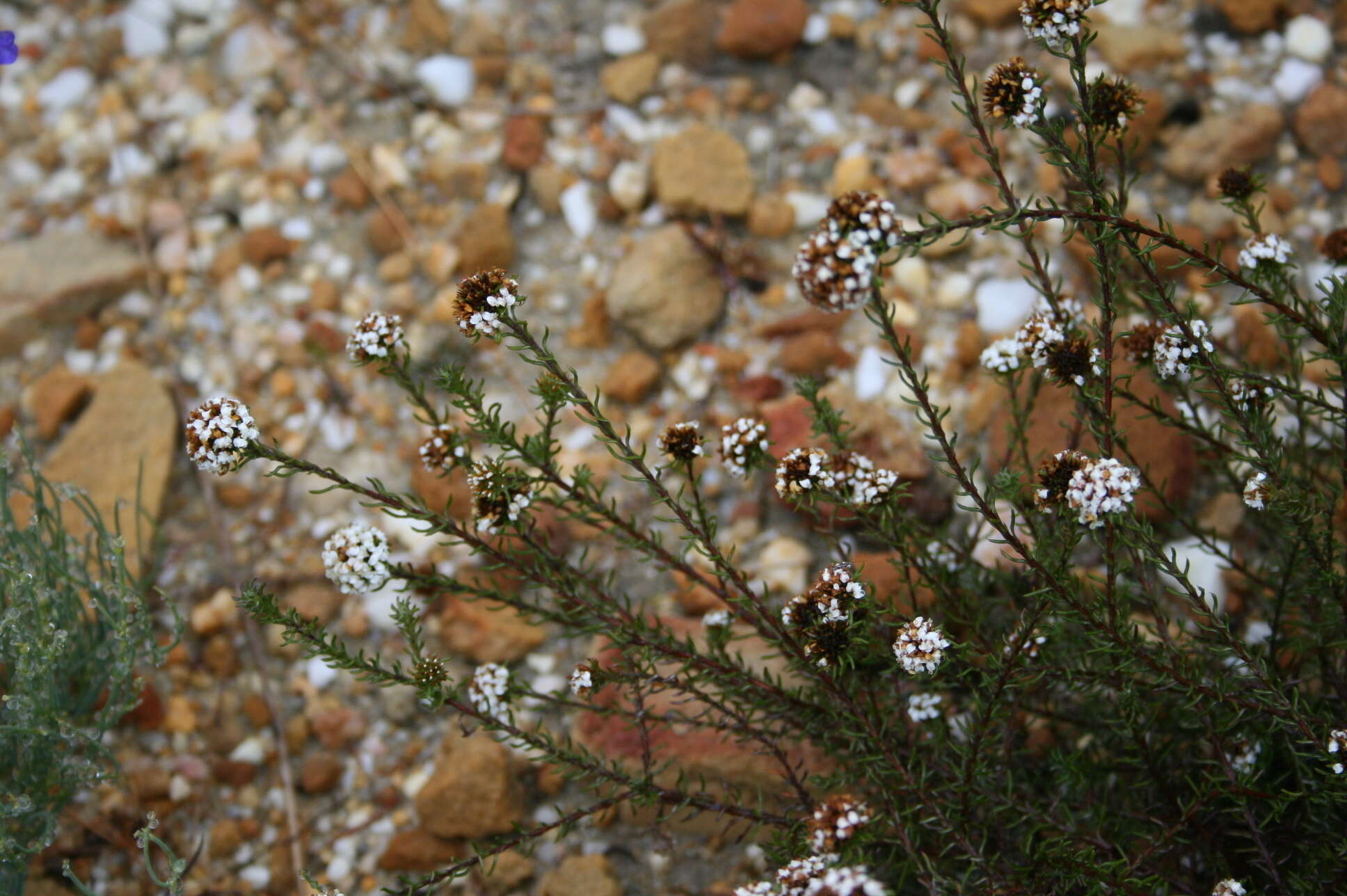 Image of Disparago kraussii Sch. Bip.