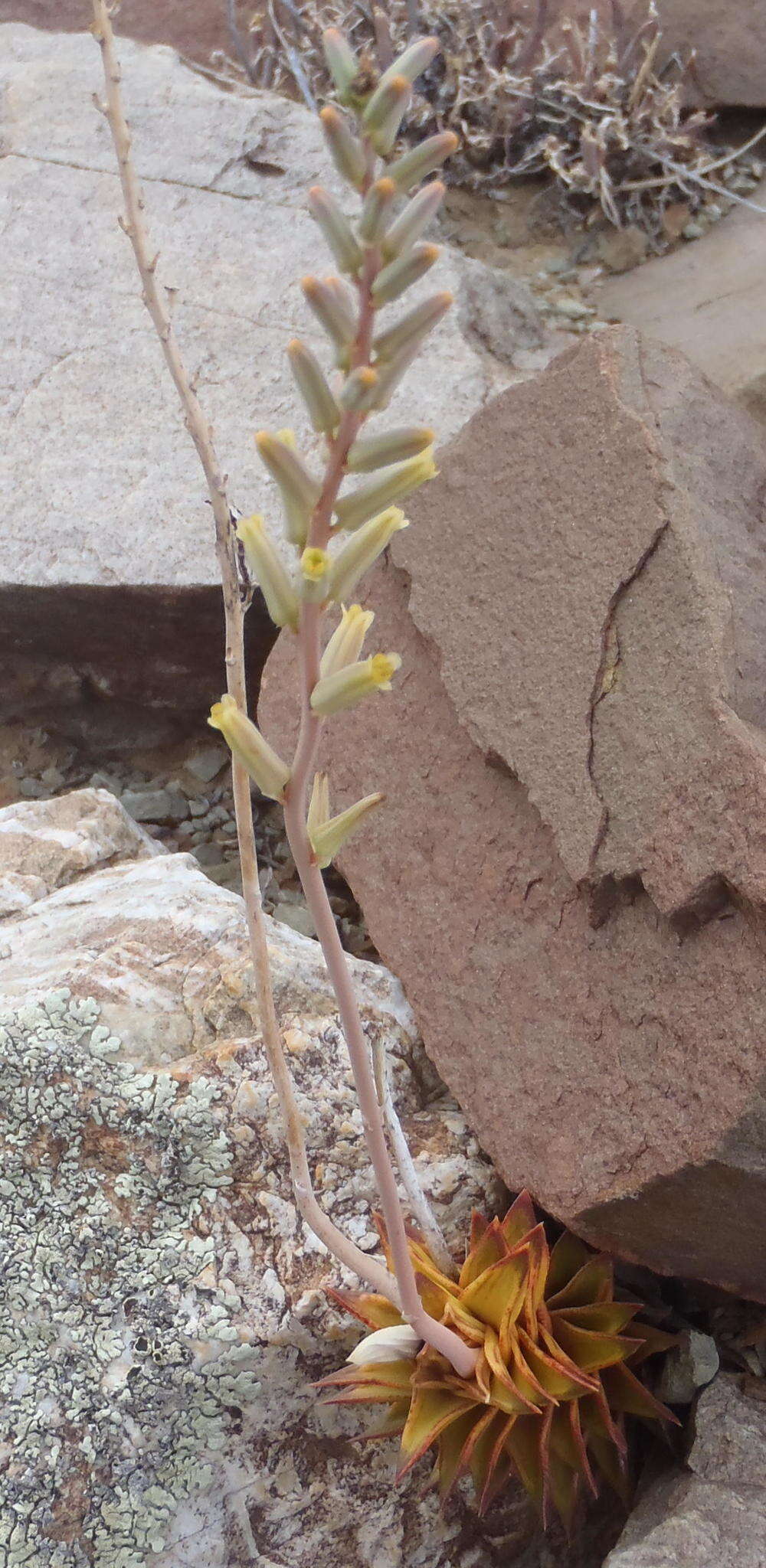 Image of Astroloba spiralis (L.) Uitewaal