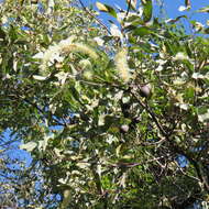 Image of Grevillea glauca Banks & Sol. ex Knight