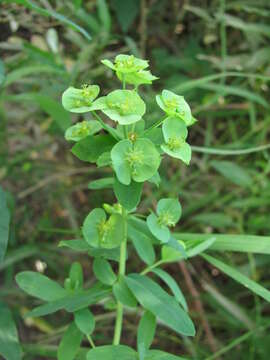 Image of leafy spurge