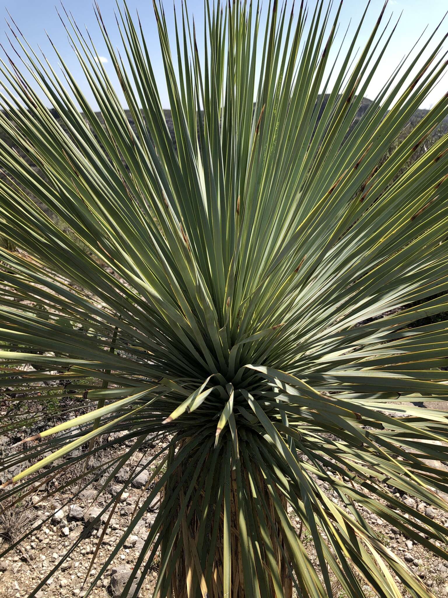 Image of Yucca rostrata Engelm. ex Trel.