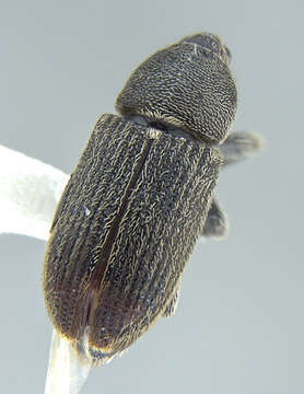 Image of Weevil