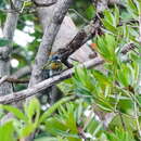 Image of Bronzy Jacamar