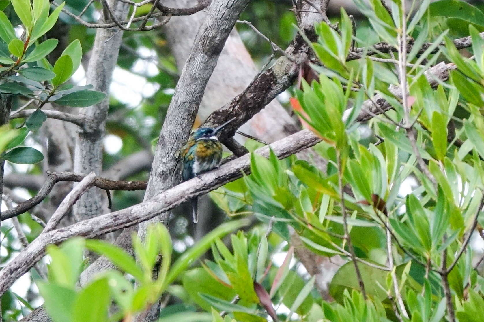 Image of Bronzy Jacamar