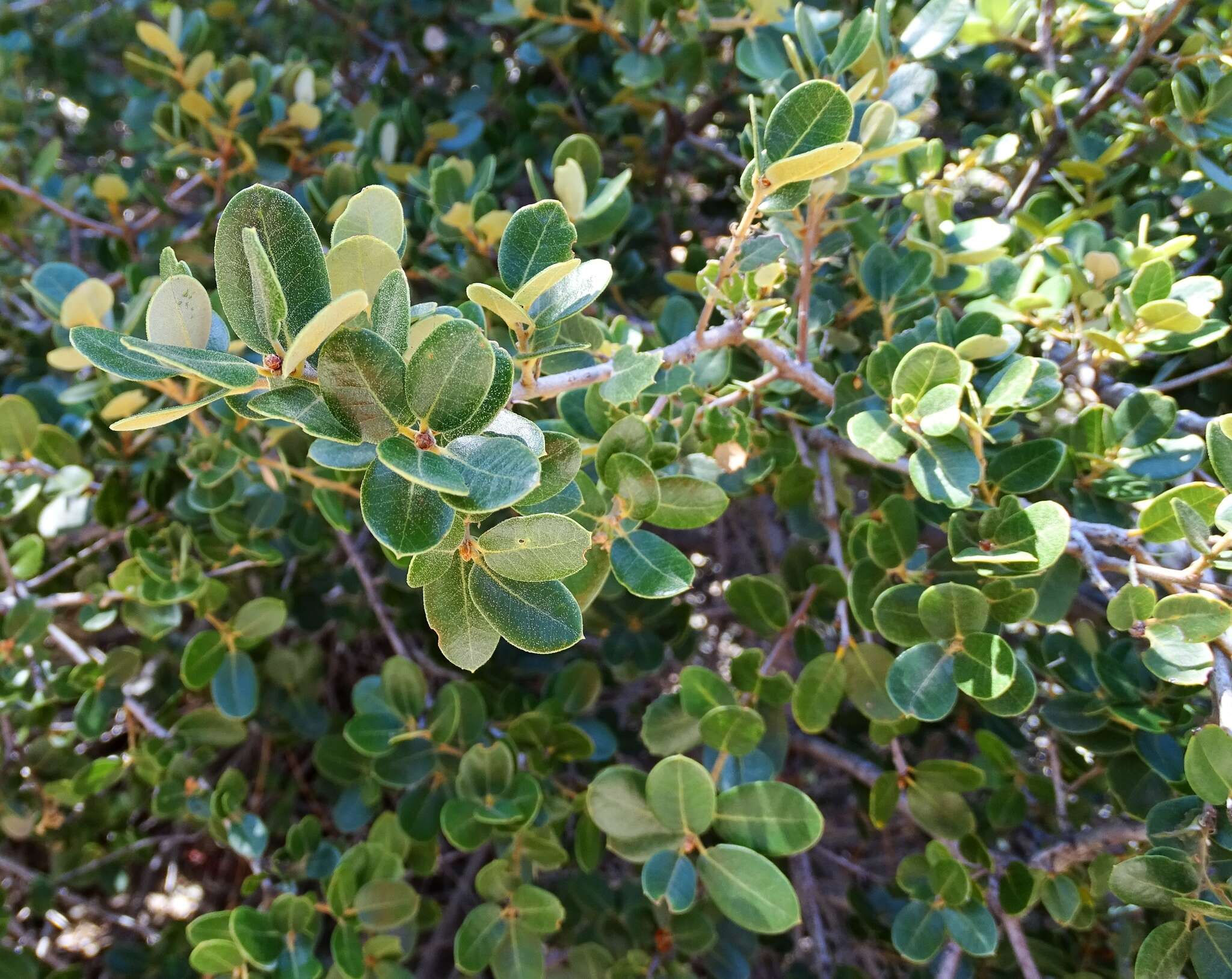 Image de Quercus chrysolepis Liebm.