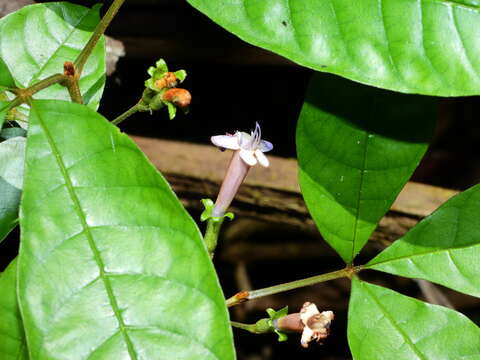 Image of Vitex triflora Vahl