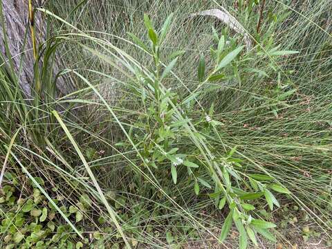 Image of Rhadinothamnus anceps (DC.) Paul G. Wilson