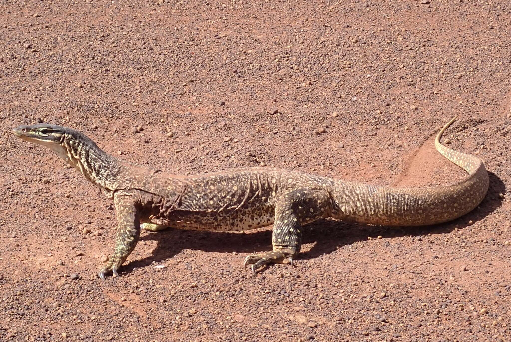 Image of Varanus panoptes rubidus Storr 1980