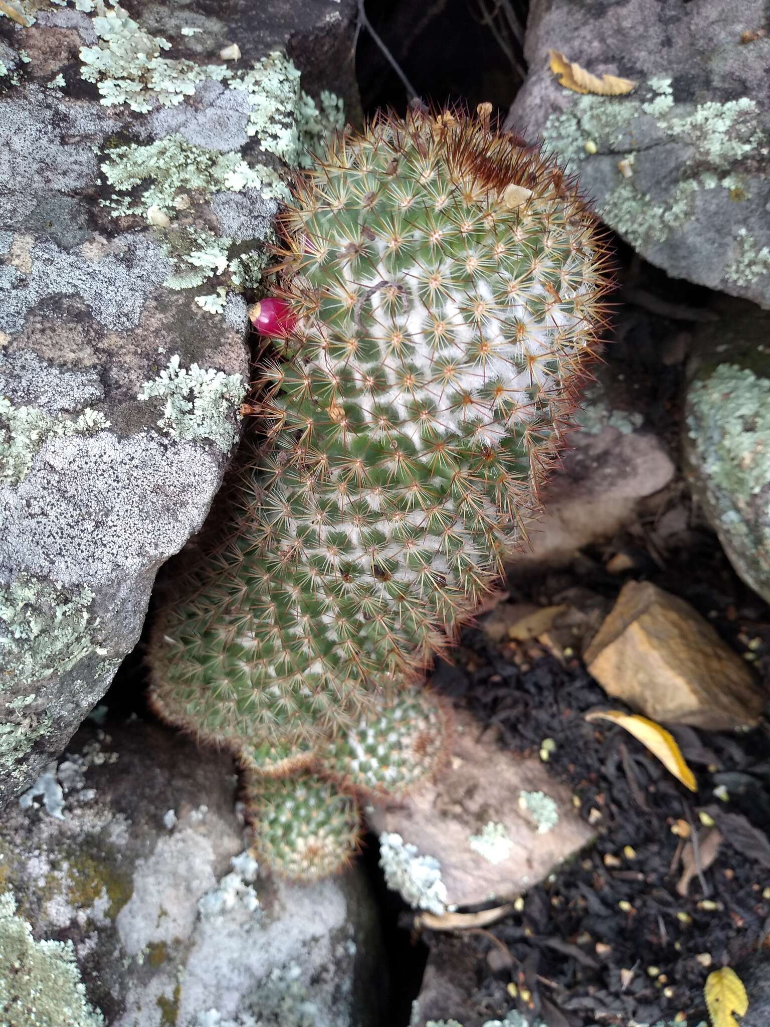 Image of Mammillaria columbiana Salm-Dyck