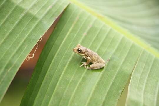 Image of marbled tree frog