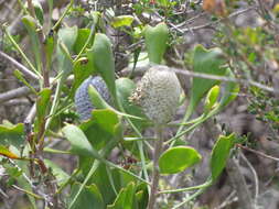 Imagem de Isopogon trilobus R. Br.