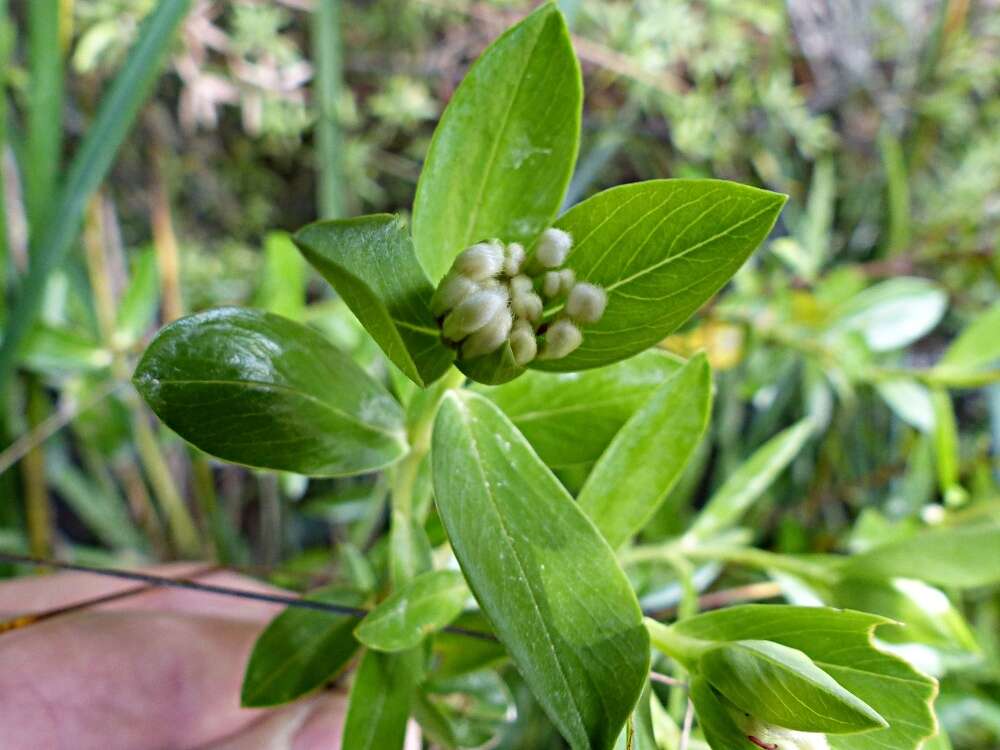 Image of long-leaved pimelea