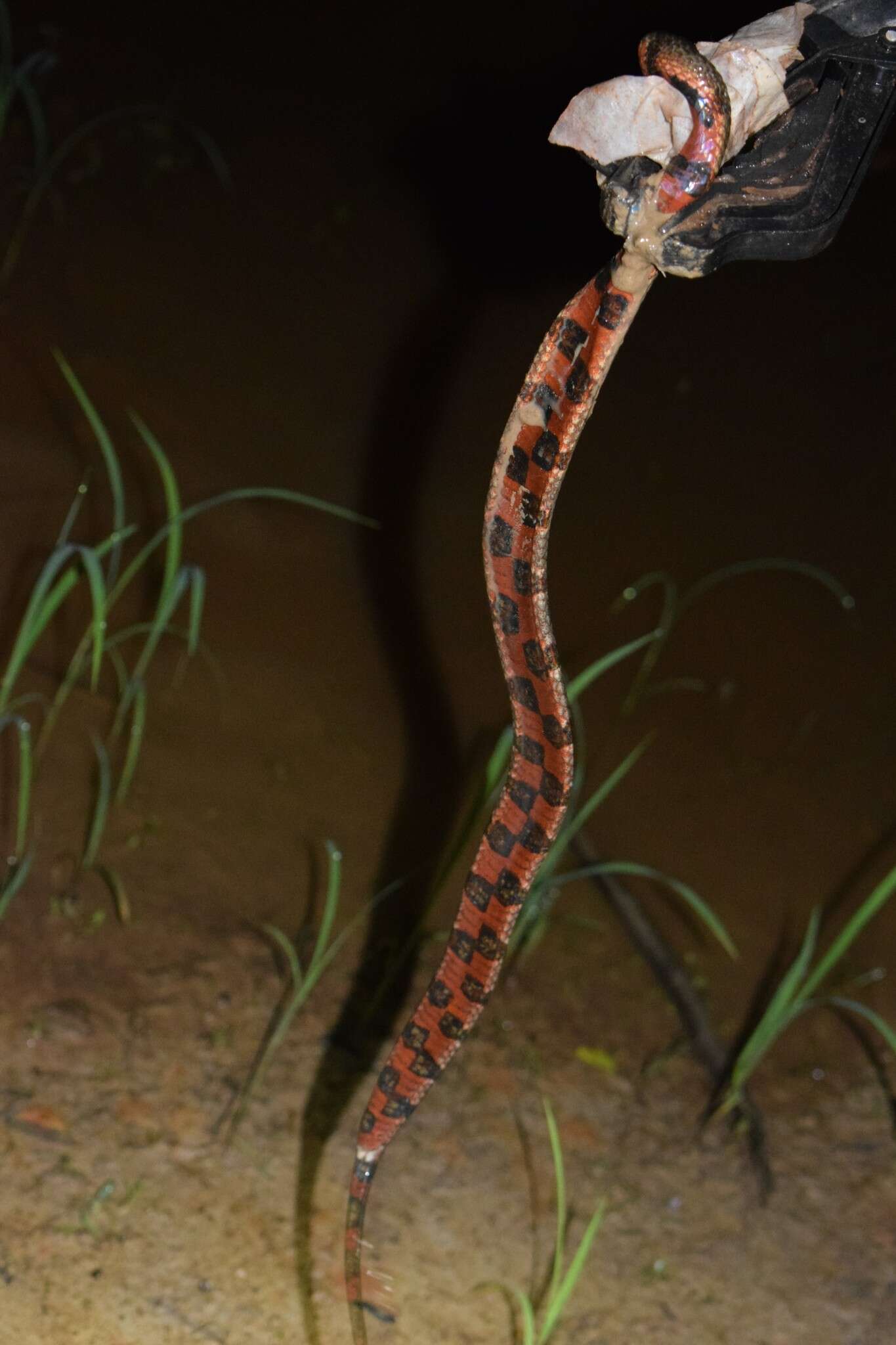 Image of Helicops leopardinus (Schlegel 1837)