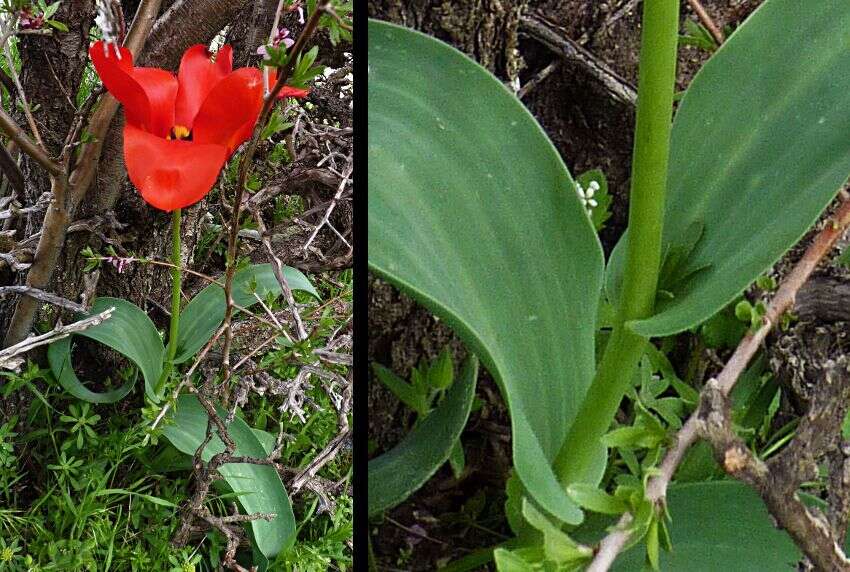 Image of Tulipa fosteriana W. Irving