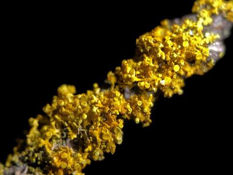 Image of orange wall lichen