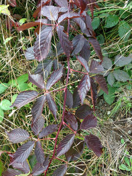 Image de Rubus canadensis L.