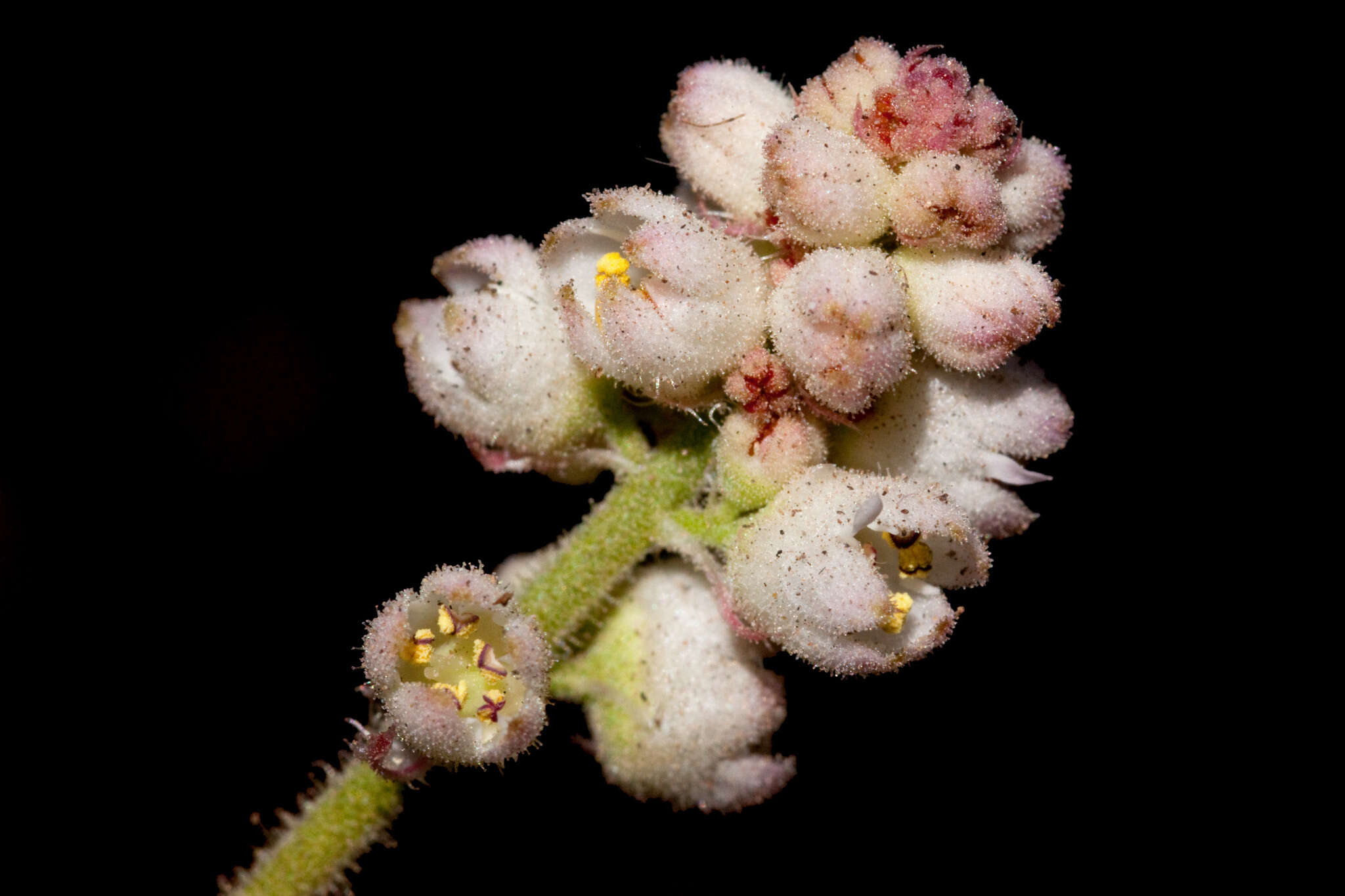 Image de Heuchera glomerulata C. O. Rosend. Butters & Lakela