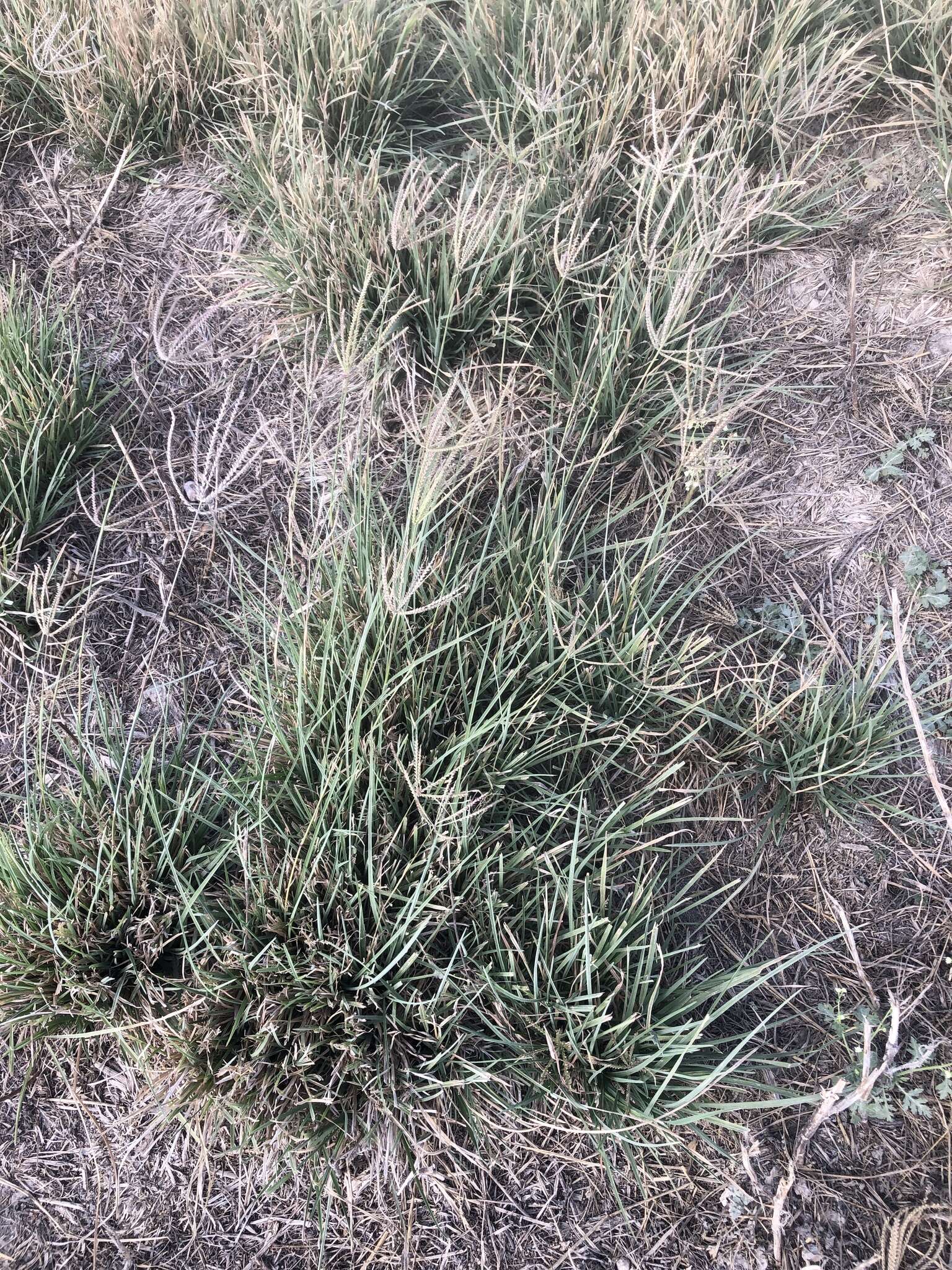 Image of windmill grass