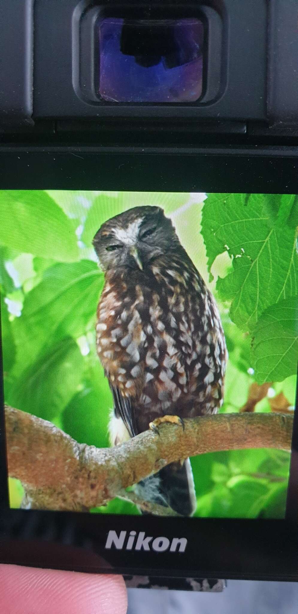 Image of Morepork