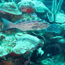 Image of Crossband Rockfish