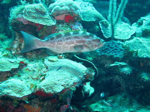 Image of Crossband Rockfish