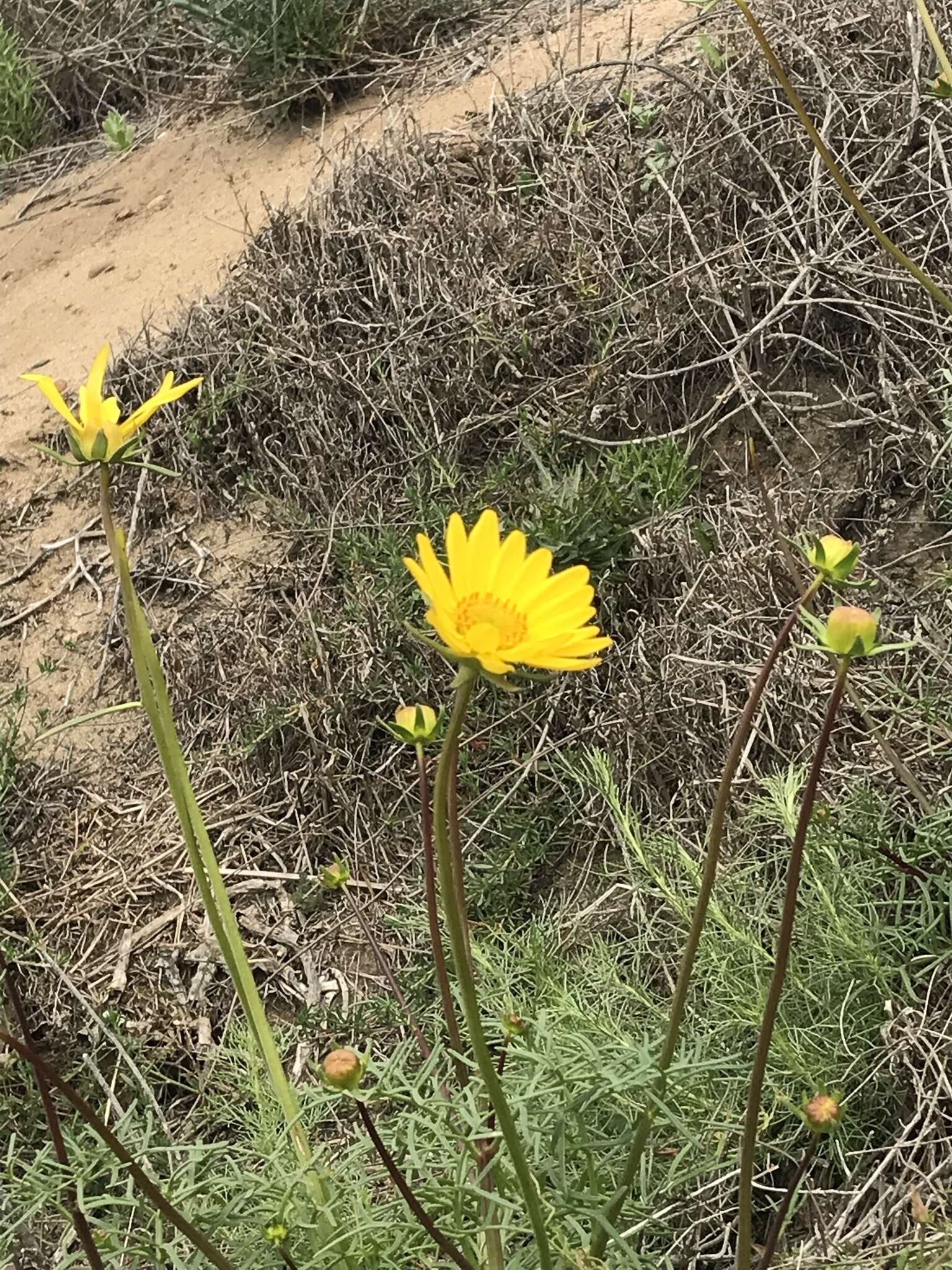 Image de Coreopsis maritima (Nutt.) Hook. fil.