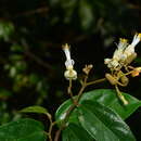 صورة Grewia umbellifera Bedd.