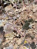 Image of Mt. Diablo jewelflower