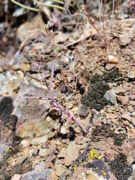 Image of Mt. Diablo jewelflower