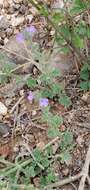 Image of Clover's vervain