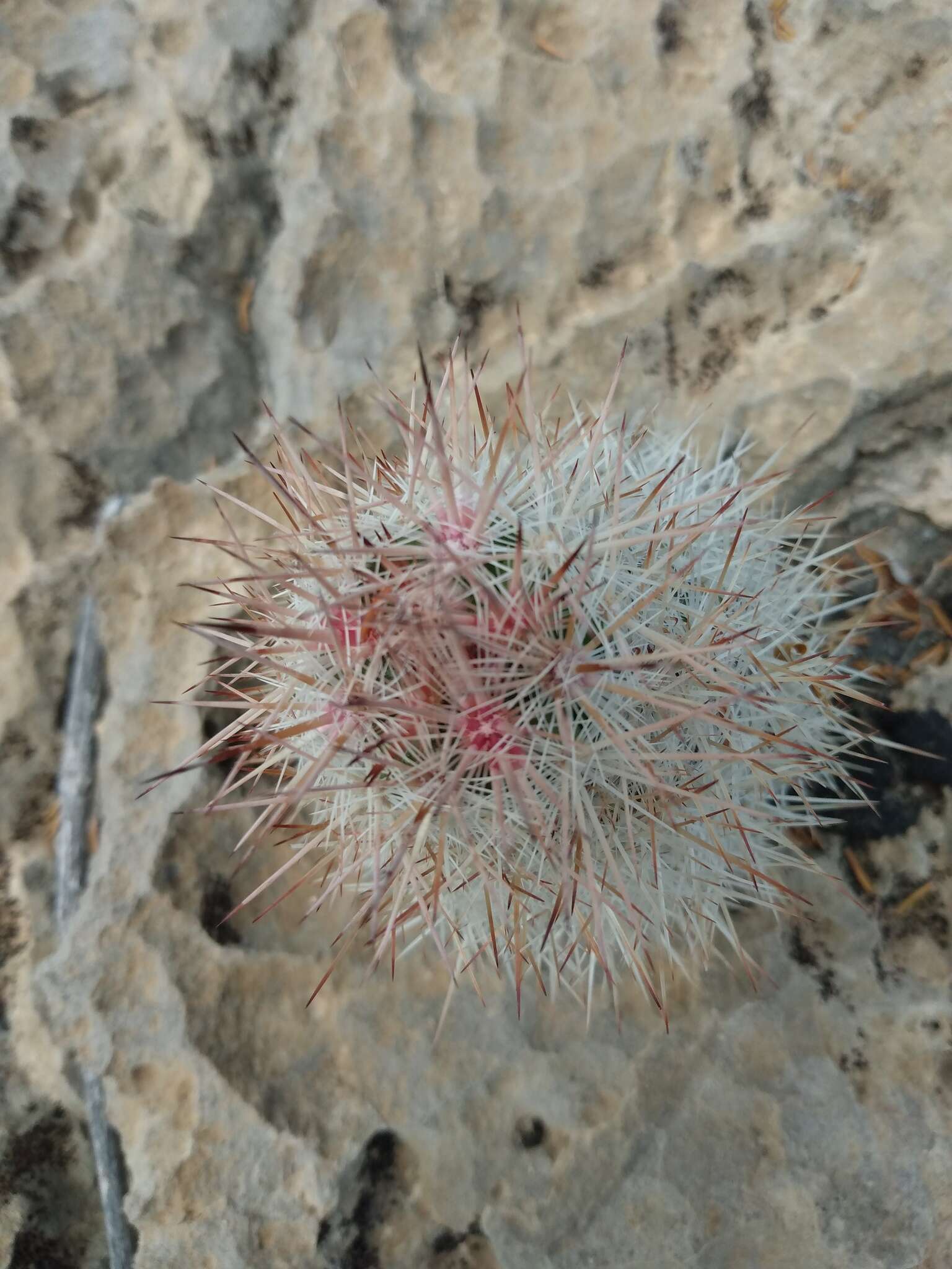 Image of Escobaria albicolumnaria Hester