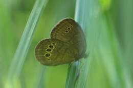 Image de <i>Neonympha <i>mitchellii</i></i> mitchellii